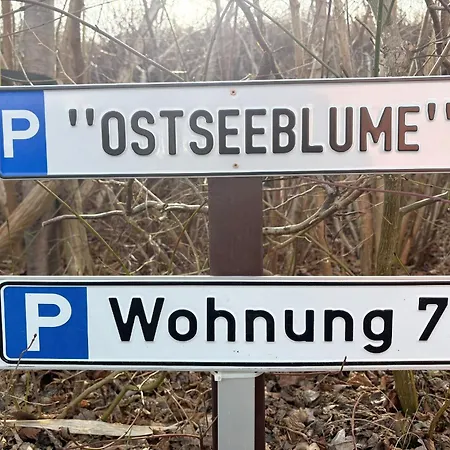 Coelpinstrasse Ostseeblume *